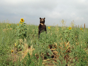 The Wild Animal Sanctuary - Bear