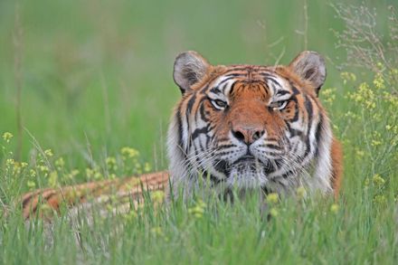 The Wild Animal Sanctuary